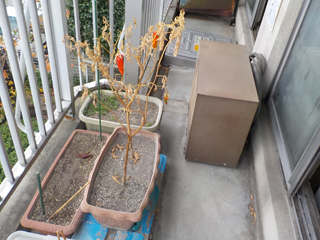 ベランダのビフォア