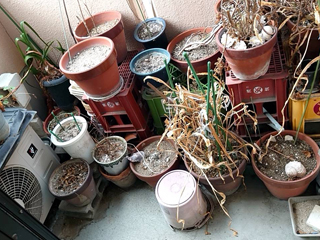 ベランダのビフォア