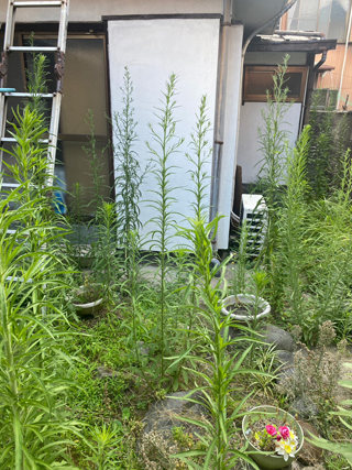 家の外周のビフォア