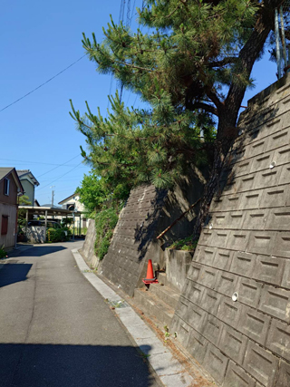 道路側松のビフォア