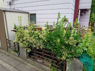 車庫と庭のビフォア