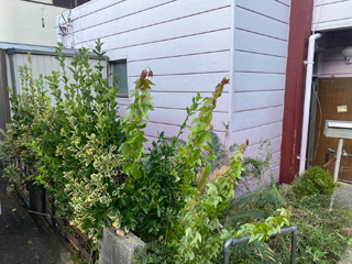 車庫と庭のアフター