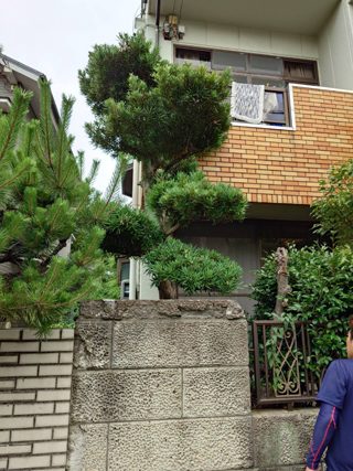 玄関側の木のビフォア