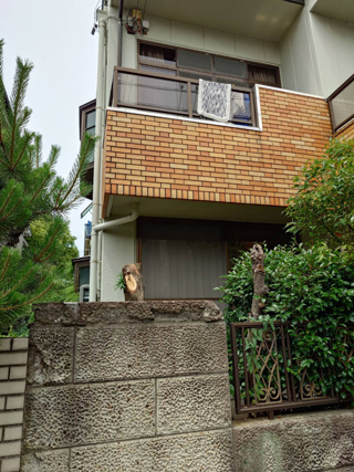 玄関側の木のアフター