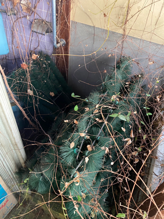 トイレのビフォア