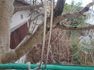 車庫上から裏庭のビフォア