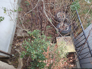 裏庭のビフォア