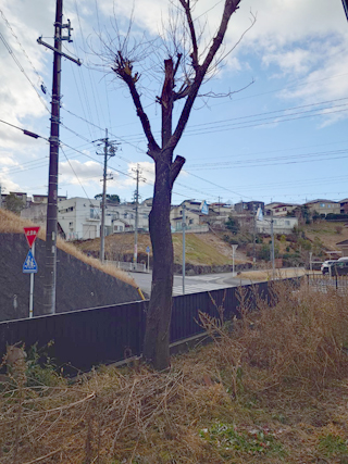 2本目の木のビフォア