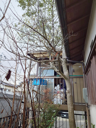 3本目の木のビフォア