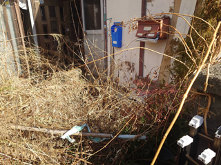 庭右手のビフォア