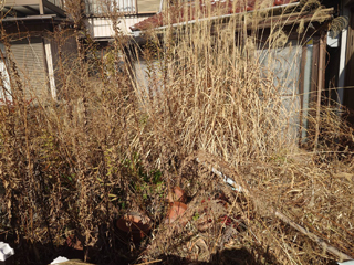 庭左手のビフォア