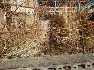 庭の正面のビフォア