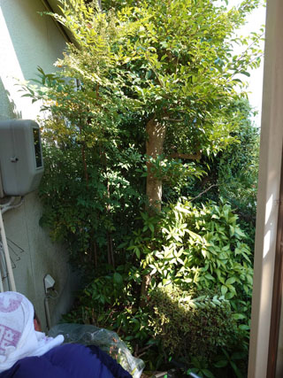 玄関西側のビフォアアフター