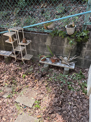 家南側のビフォアアフター